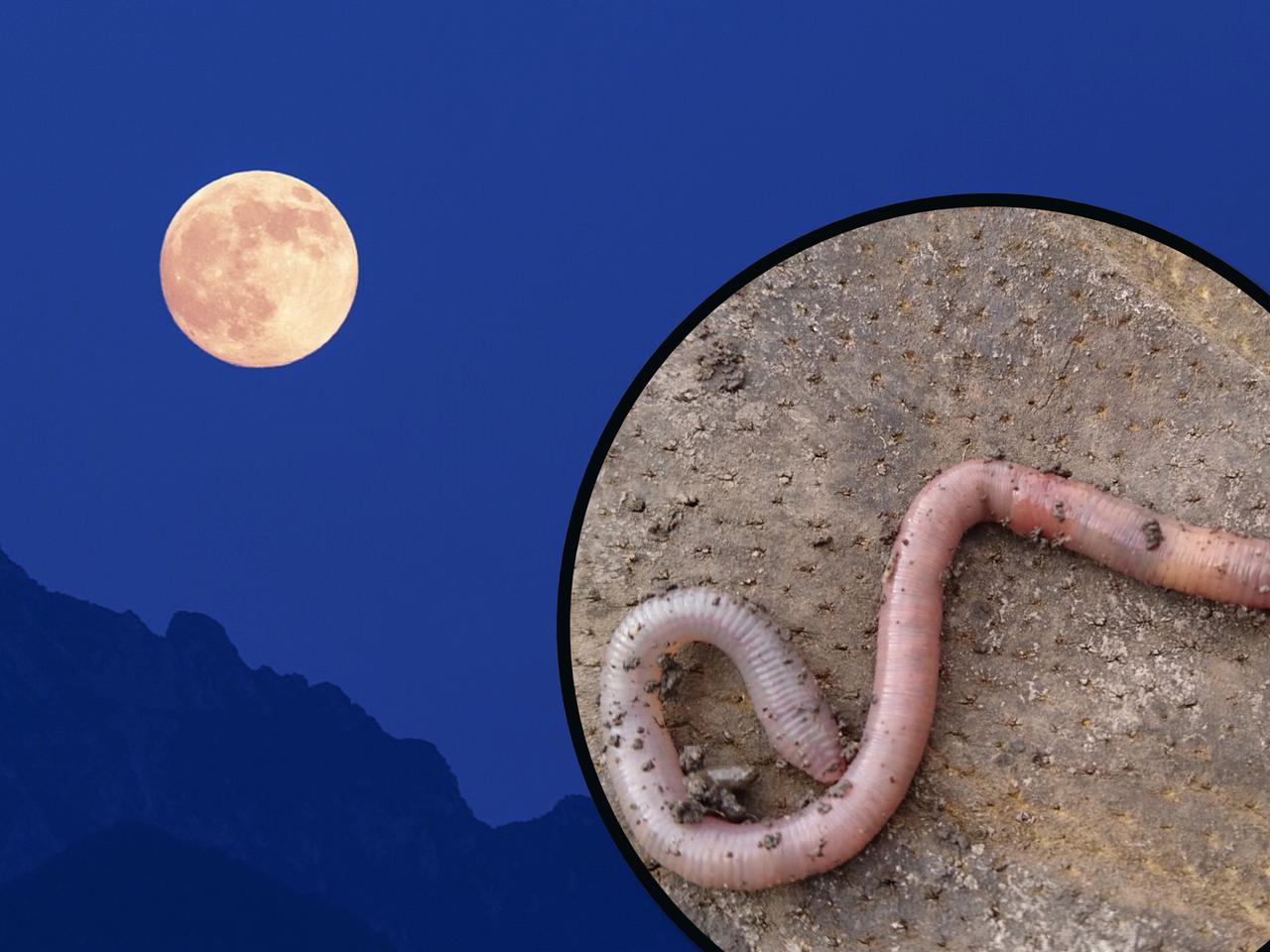 Zbliża się wyjątkowa pełnia Księżyca. Kiedy będzie i co ma wspólnego z... robakami? To trzeba zobaczyć!