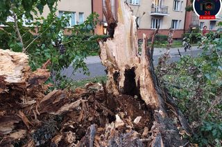 Drzewo spadło na sieć trakcyjną