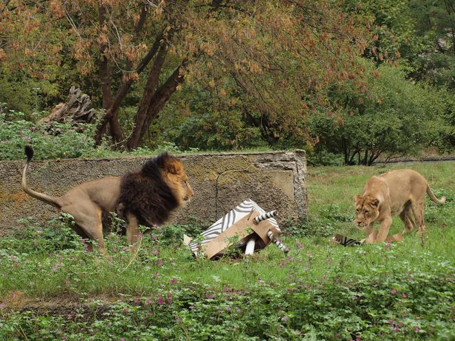 Rozrywka dla lwów z łódzkiego zoo