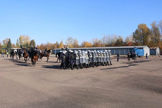 Atestacja koni służących w łódzkiej policji i straży miejskiej