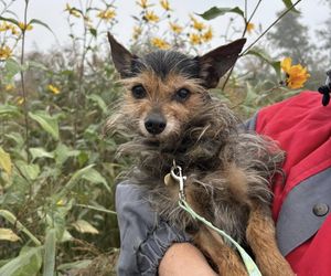 Tak dużo kotów dawno tam nie było. Schronisko w Henrykowie koło Leszna zaprasza na dni otwarte