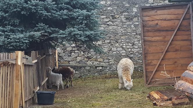 Będzińska Szopka Bożonarodzeniowa