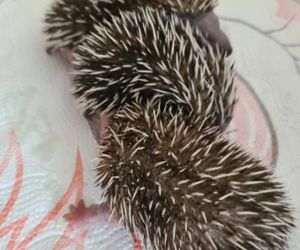 Znaleźli malutkie jeże w ogrodzie i postanowili im pomóc. Uczniowie organizują wsparcie