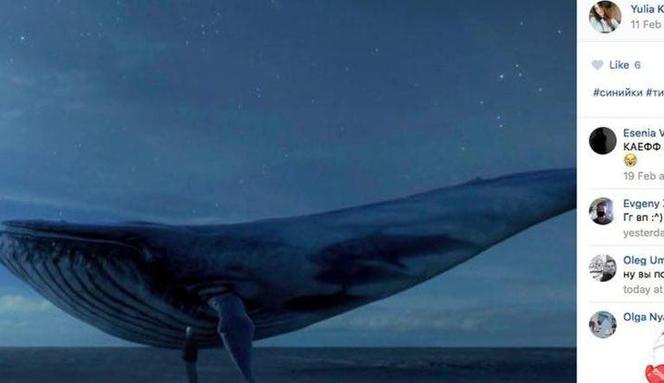 Niebieski wieloryb - gra, która zabija