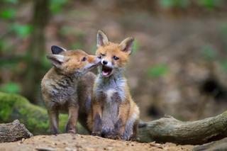 Leśne maluchy w Polskich lasach. Jak zwierzęta dbają o swoje potomstwo? [ZDJĘCIA]