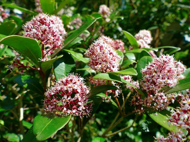 Skimia japońska 'Rubella'