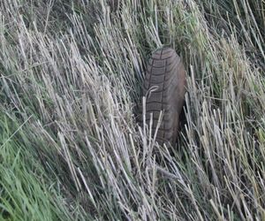 Tragiczne żniwa na Mazowszu. Rolnik wciągnięty przez maszynę.