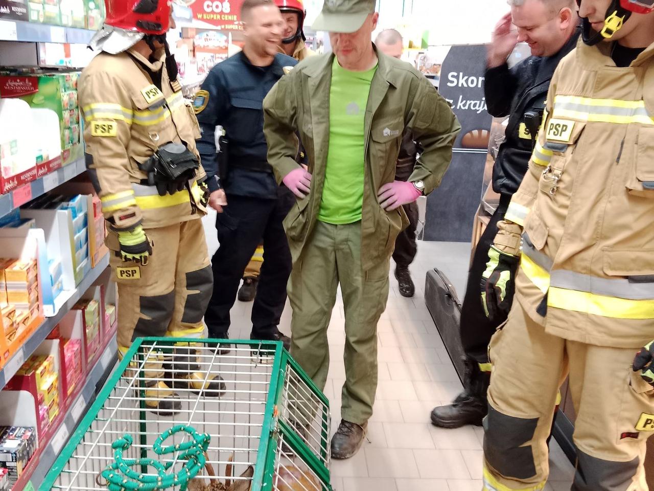 Niecodzienny klient w jednym z marketów w Bełchatowie. Do sklepu wbiegła...sarna! [AUDIO]