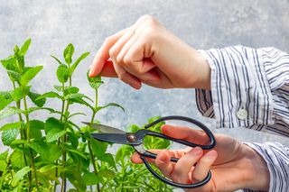 Przed snem połóż kilka liści mięty w sypialni, rano sobie podziękujesz. Genialny i naturalny sposób na bezsenność