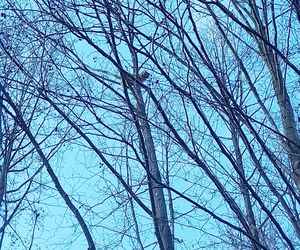 Wystraszony kotek kilkanaście metrów na ziemią