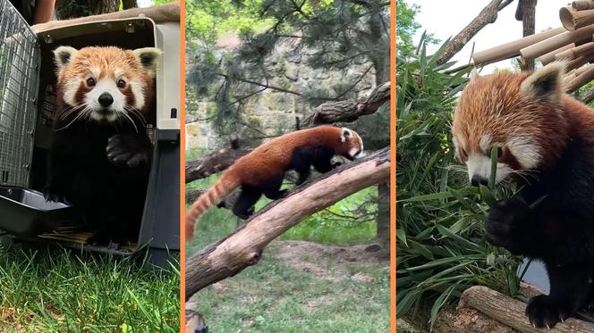 Samiec pandy rudej zamieszkał we wrocławskim zoo. Od razu wyskoczył na swój nowy wybieg [WIDEO]