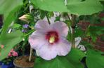 Ketmia 'Pink Resi'