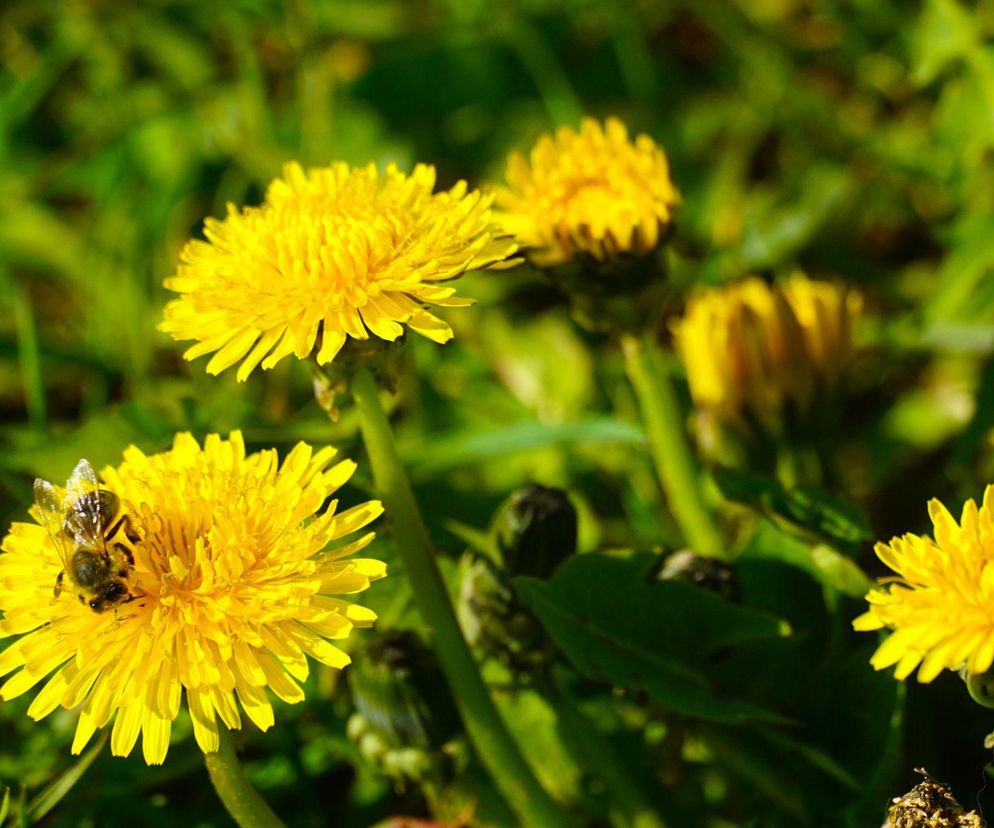 Mniszek lekarski a mlecz - to nie to samo. Jak rozpoznać te rośliny?