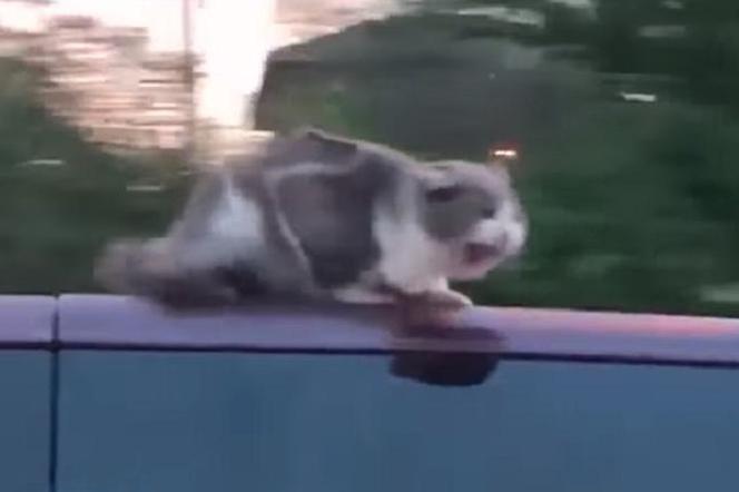 Oto super kot: jechał na dachu samochodu, który pędził autostradą 100 km/h