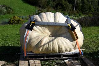 Ile waży największa tegoroczna dynia? Pochodzi z Podkarpacia i jest ogromna