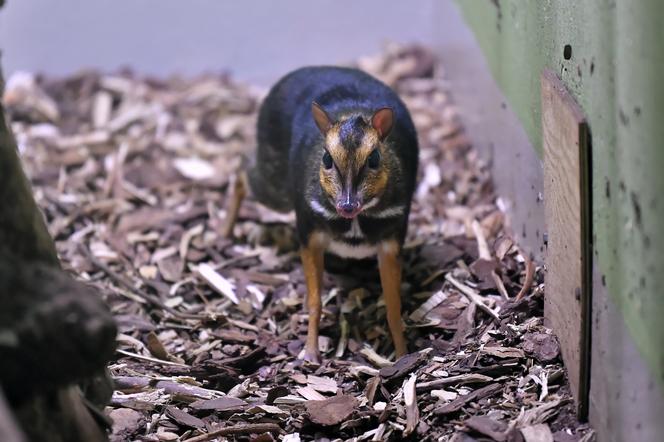 Myszojeleń we wrocławskim zoo osiągnął już rozmiary dorosłego osobnika