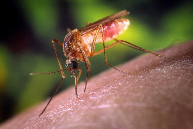 Gorzów: komar