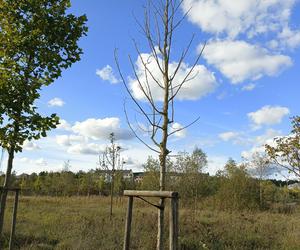 Gaj Matek i Ojców w Gdańsku zaniedbany. Miał być symboliczny park, są uschnięte drzewa i wysoka trawa