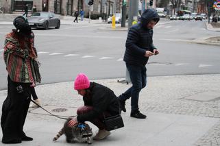 Przygarnęłam szopa