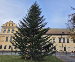 Przy Oknie Papieskim w Krakowie stanęła choinka