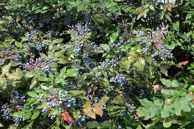 Mahonia pospolita