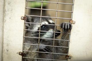 Więzienie Gwatemala