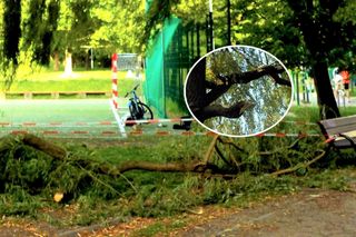 Groza w parku w Warszawie! Na dziecko runął konar. Gałąź miała 10 metrów