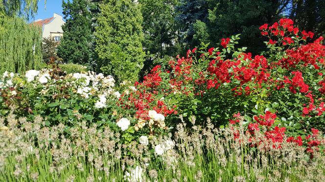 Są kolorowe, pachnące i... smaczne! Ogród Botaniczny zaprasza na jadalne kwiaty