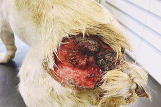 Pies z otwartą raną w lecznicy ADA w Przemyślu