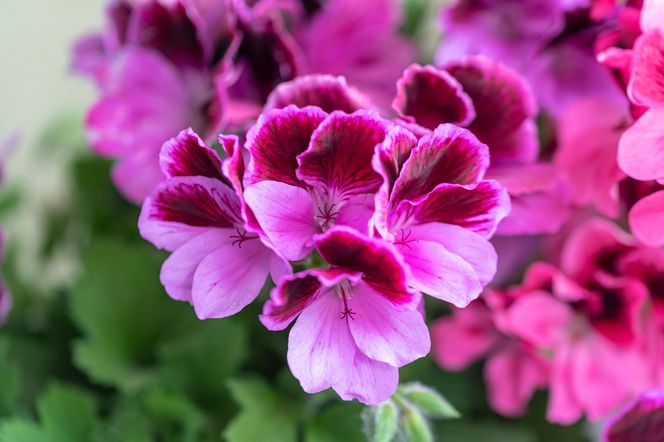 Pelargonie
