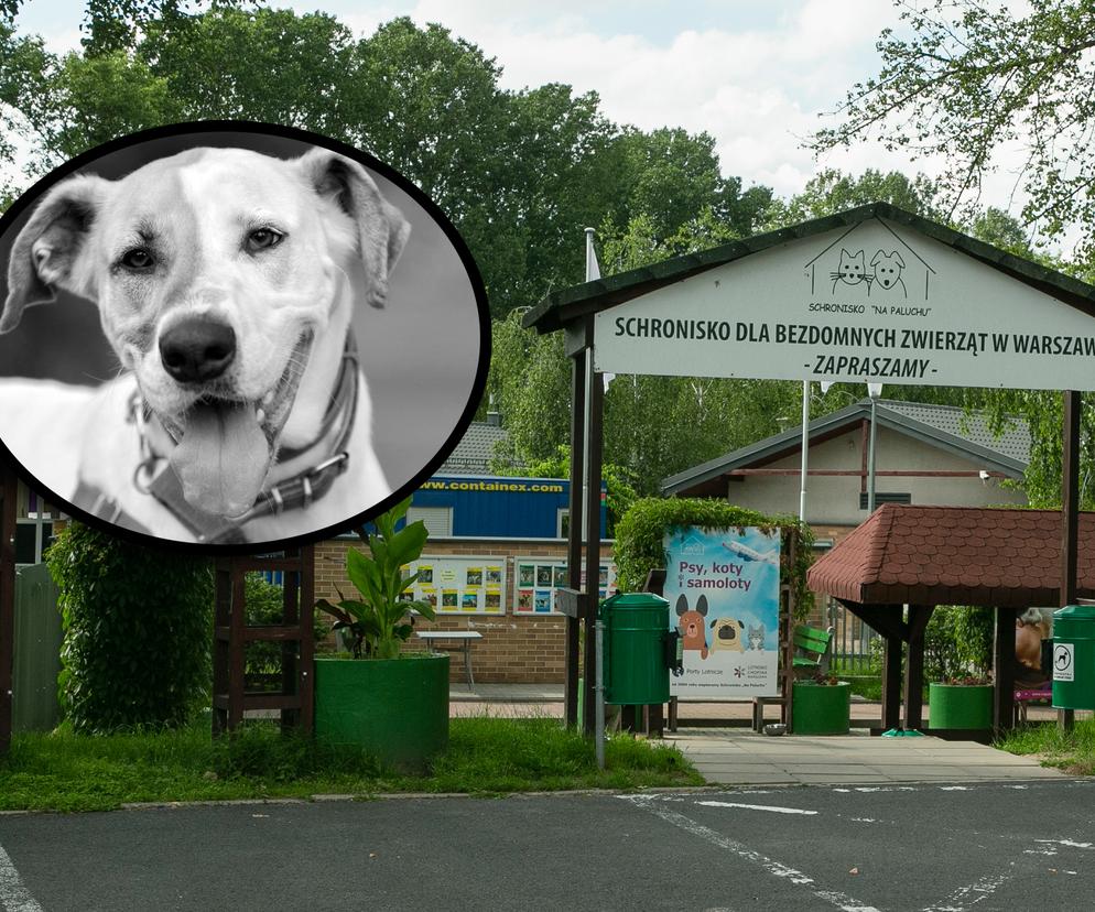 Eutanazja zdrowego psa w warszawskim schronisku. Czy Benito musiał odejść?