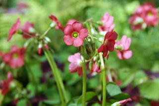 Szczawik czterolistny