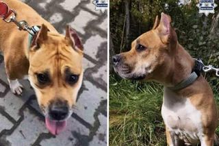 Przywiązali psa do drzewa i uciekli. Policja szuka sprawcy!