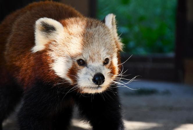 Cud narodzin w poznańskim zoo! Czekali na to ponad 20 lat