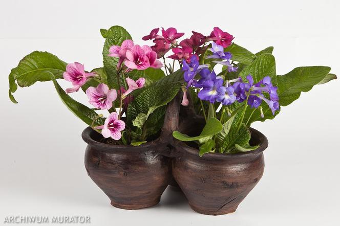 Skrętnik - Streptocarpus