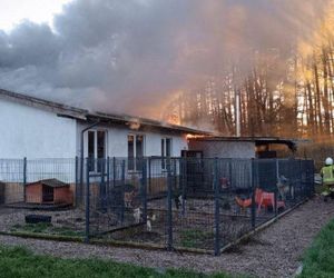 Ogień zmienił schronisko w zgliszcza! Straty są ogromne. „Jesteśmy zdruzgotani”