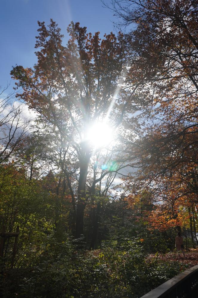 Park Wilsona jesienią