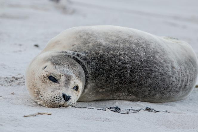 Młoda foka Helenka to trzecie zabite w ostatnim czasie zwierzę