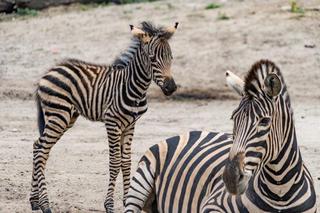 Zoo Wrocław: Zebry Chapmana dołączają do wybiegu! Zobacz Bezę i Borówkę