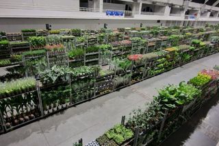 Festiwal Roślin 2024 w Białymstoku 