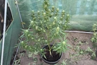 Marihuana, amfetamina i 14 krzaków konopi – akcja policji w  gminie Ujście