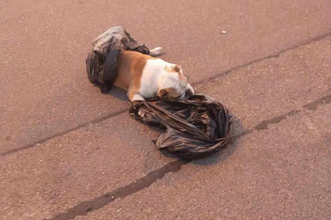 Ktoś porzucił martwego psa przed Kauflandem! Trwa poszukiwanie sprawcy