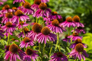 Echinacea purpurea – piękna bylina o prozdrowotnych właściwościach