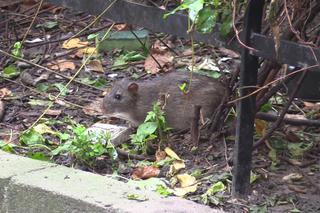 Plaga szczurów w centrum Wrocławia