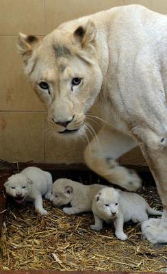 Białe lwy