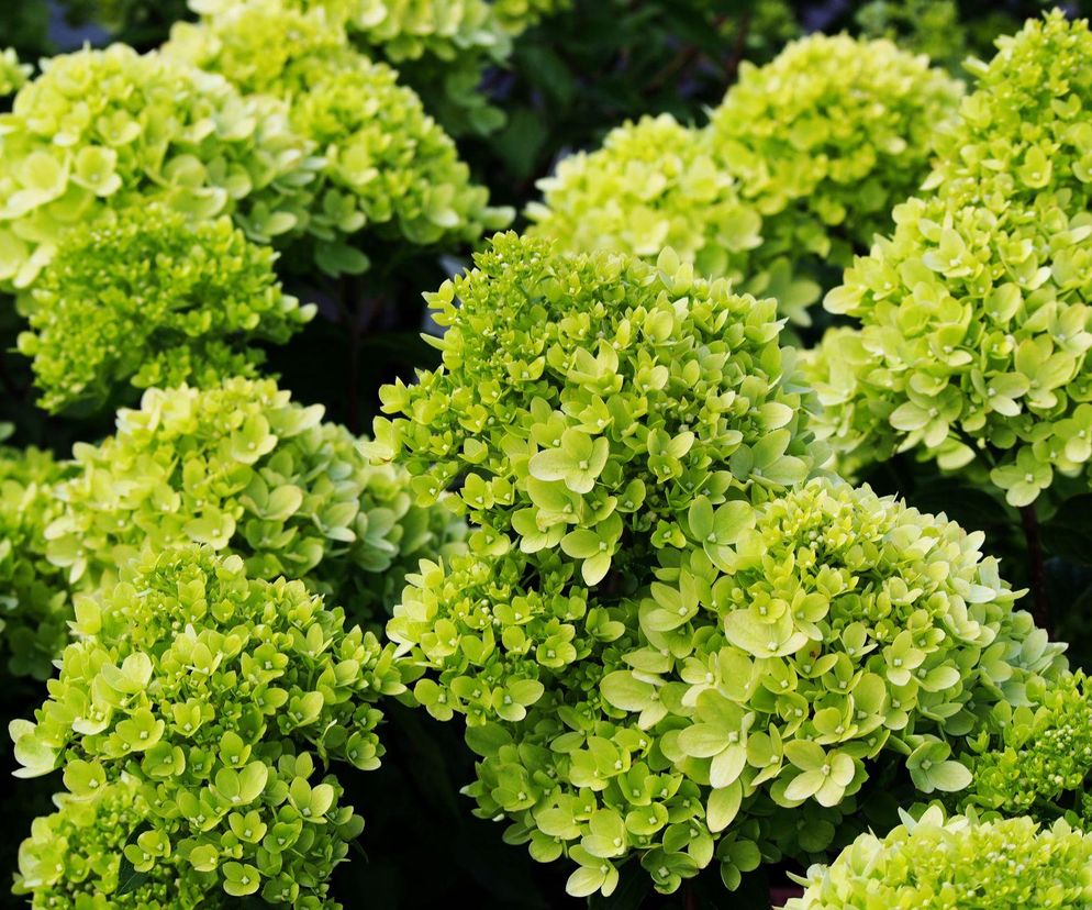 Hortensja bukietowa ‘Little Lime’