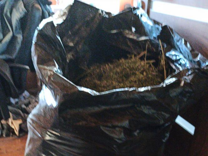 Plantacja trawki pod Otwockiem
