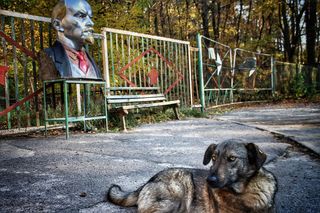 Psy mutanty z Czarnobyla. Naukowcy odkryli zaskakujące zmiany w DNA zwierząt