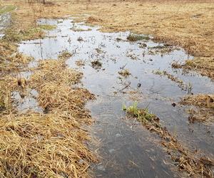 Na tych łąkach przy rzece powstanie osiedle domów. Inwestycja w rejonie ul. Tunelowej/Sandacza