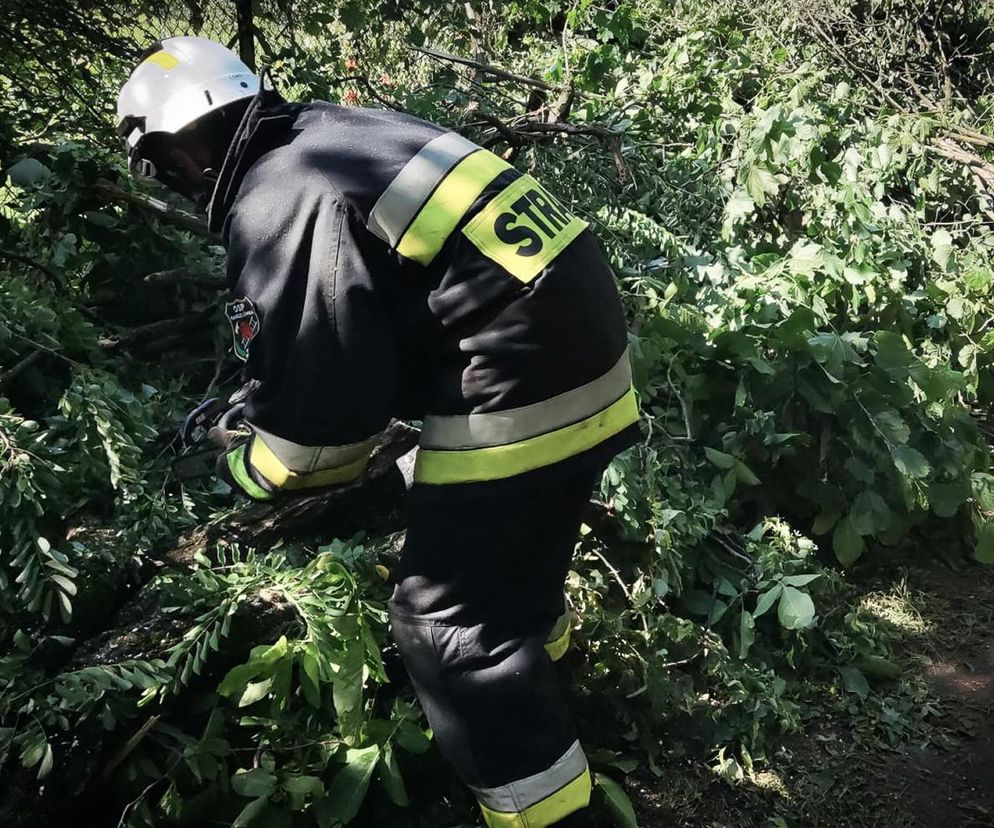 Strażak w specjalnym mundurze z odblaskowymi pasami i w białym kasku usuwa konary powalonych drzew po weekendowych nawałnicach. Przeczytaj więcej o interwencjach strażaków na naszym portalu.